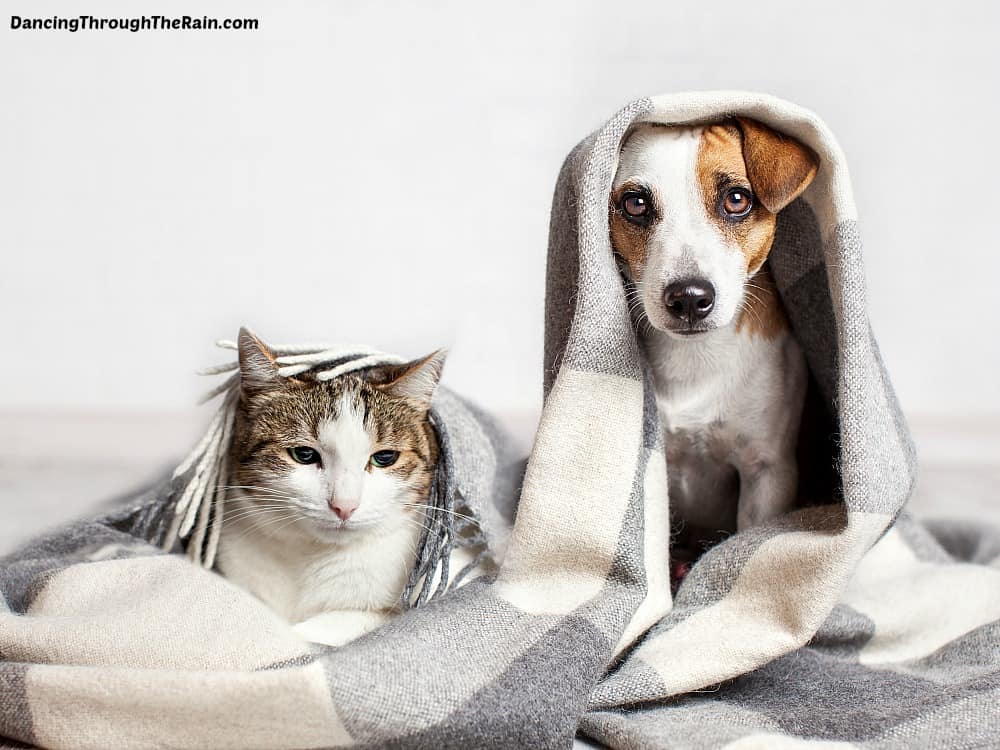 A dog and a cat with a blanket over their heads