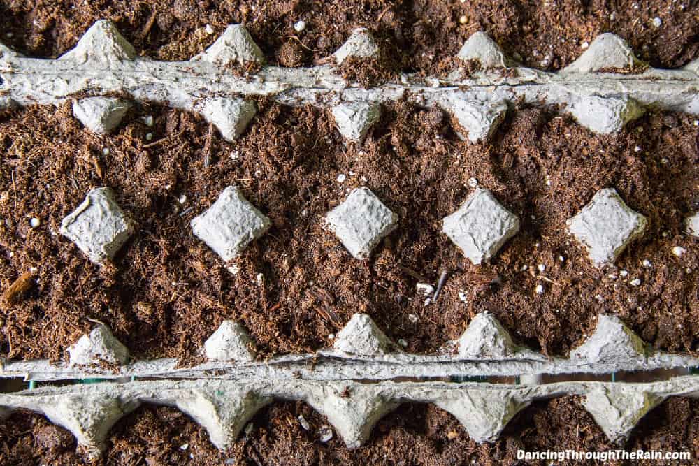 Cardboard egg cartons with soil in them