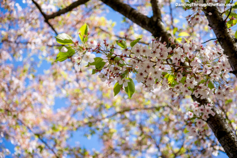Pink flowers on a tree